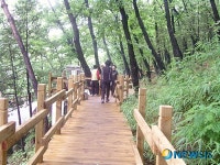 진주시 비봉산 숲속 산책로 인기  만점