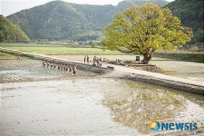 보은 드라마 찍은 원정리 느티나무 “명물됐네”