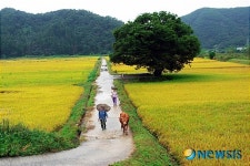 명소된 원정리 느티나무