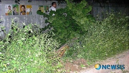 차량사고로 뽑힌 은행나무