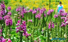 허브아일랜드 야외식물원의 디기탈리스