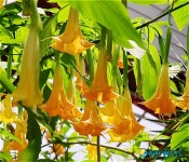 천사의 나팔 소리가 들려요