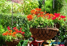 허브향 가득한 허브아일랜드 식물원