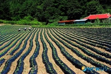 김학순의 땅의 젖줄-고랑展-전원일기