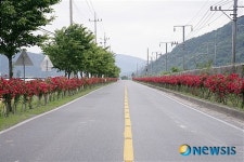 밀양시 상동면 장미도로 볼거리제공 '눈길'