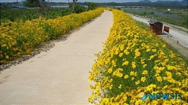 영덕군, 영해면 송천 제방 따라 금계국 ‘만발’