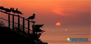 [독도는 지금] 독도앞바다 일출과 갈매기