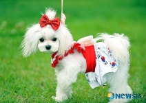 애견도 태극마크!