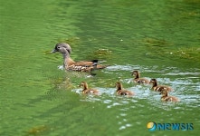 안산천에 원앙가족