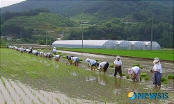 함양군, 안의면 석천마을 전통 모내기 실시