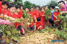 감자 캐는 고사리손