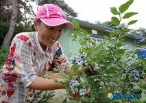 서산 블루베리 수확 한창…㎏당 5만원 호가