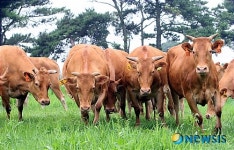 푸른 초원으로 방목되는 한우들