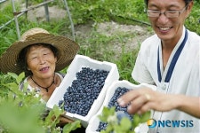보은 북실마을서 블루베리 수확 ‘한창’