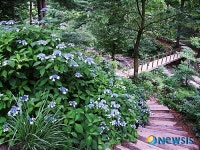 아침고요 수목원의 하늘빛 산수국의 향연