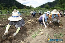 국민권익위원회 직원들 감자캐며 농촌 봉사