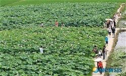 연꽃단지에서 무더위 식혀요!