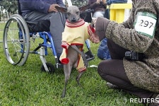 도그쇼에 앞서 단장중인 페루시안 헤어리스 도그