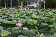 밀양 연꽃단지, 은은한 연꽃의 향연