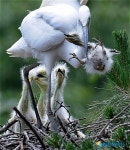 한국사진기자협회 이달의 보도사진상-옆 둥지 새끼 물어 죽이는 백로의 빗나간 모정