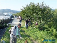 영동 황간면 “명품 벚꽃길 만들어요!”