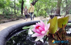 창경궁 금천길에서 여름나기