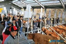 삼척 가축시장 소 거래가격 지난해 대비 상승