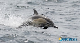 동해 참돌고래