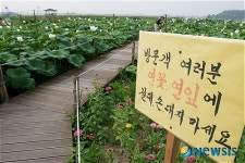 연꽃 연잎은 만지지 마세요