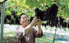한그루 1500송이 주렁주렁 포도나무