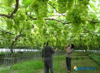 한 그루 1500송이 포도나무