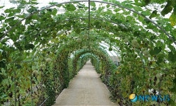 미당시문학관 주변 조롱박 터널