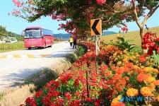 울진군, 백암온천 백일홍 꽃길을 만끽하세요