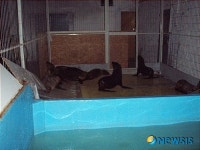 고양시 쥬쥬 동물원, 멸종 위기 물개 8마리 찾아와