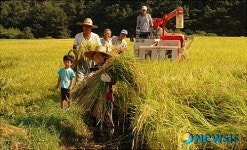 웅치 올벼 첫 수확