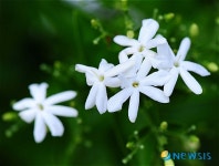 쟈스민향 풍기는 허브아일랜드