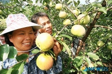 성곡 친환경 꿀사과 손질하는 부부