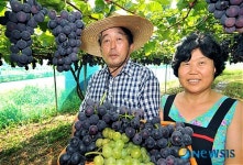 탐스런 안성포도 수확 한창