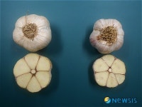 충북도 마늘연구소, 신품종 마늘 단산 2호 개발
