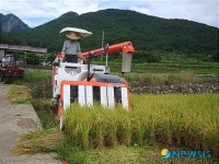 거제도 올해 첫 벼 수확