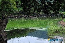 녹색으로 변한 울산 대곡천
