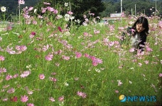 거창군 남하, 옛 향수 느끼는 코스모스 꽃길 조성