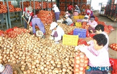 서울 가락시장으로 갈 양파 본격 출하