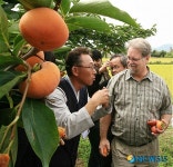 단감체험에 나선 FAO 아태총회 일행