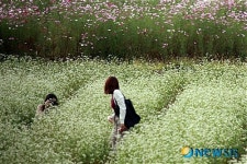 하동 북천코스모스 메밀꽃 축제 연장