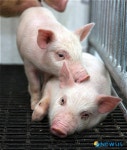 고유번호 없는 돼지, 내년부터 도축 금지돼