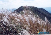 수채화와 은빛파도처럼 펼쳐진 억새물결 ‘보령 오서산’