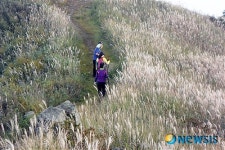 오서산자연휴양림, 10일 오서산 억새 등산행사