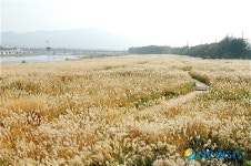 경주 서천둔치 억새숲 13만9000㎡ 장관 연출