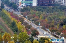 정부대전청사 서문로의 가을